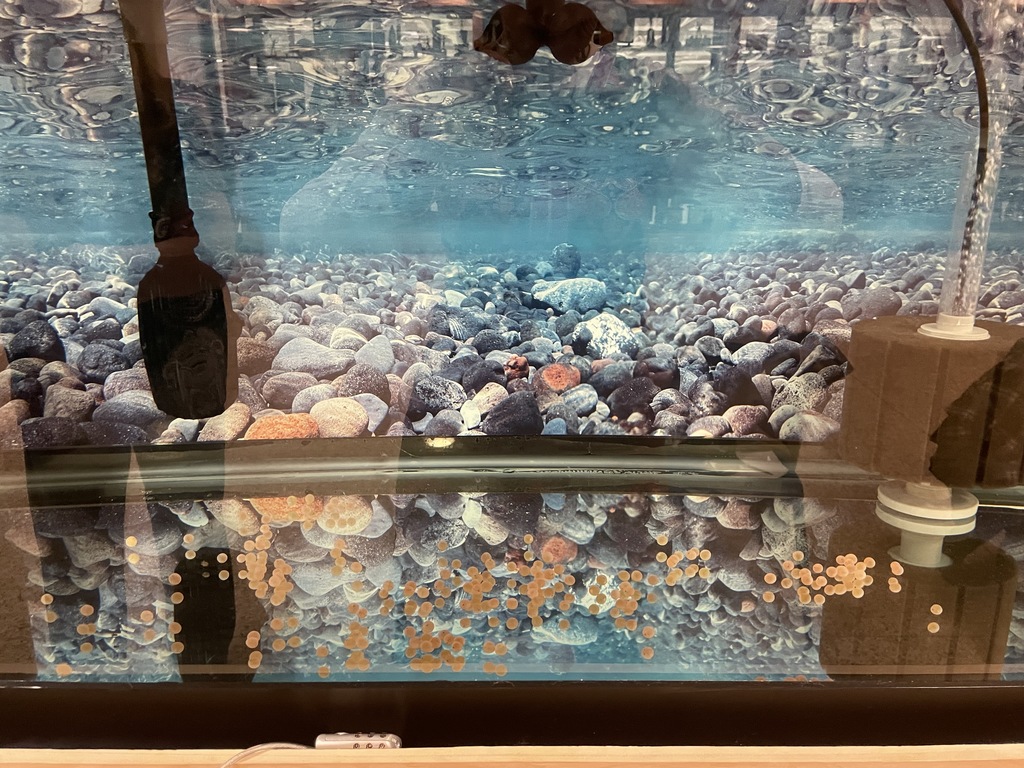 Aquarium with Chinook Salmon eggs