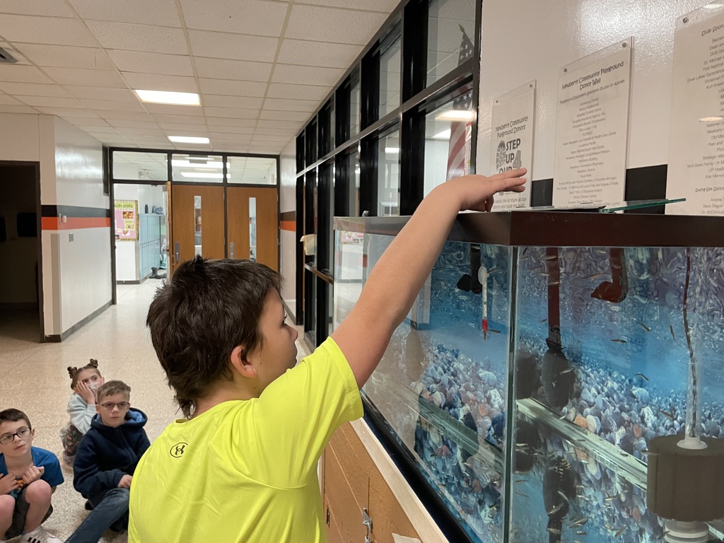A third grader in a yellow shirt is feeding the baby Chinook Salmon as they swim in their aquarium.